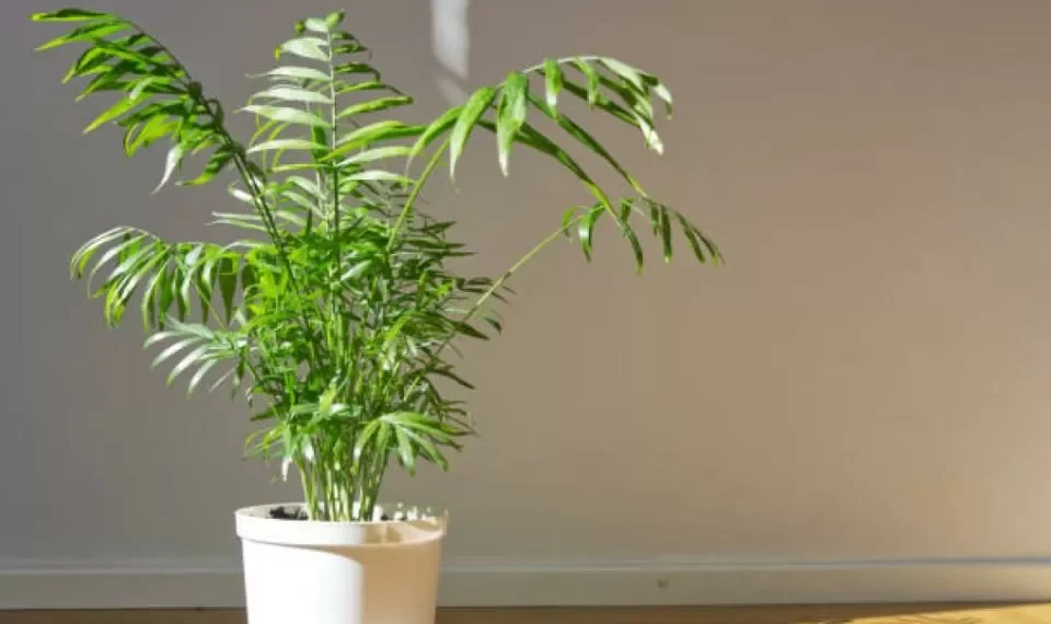 Lo tiene en la cocina: el ingrediente secreto que hará que sus plantas revivan