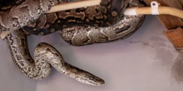 ¿Tiene un predio sin construcción? Este repelente puede protegerlo de las serpientes