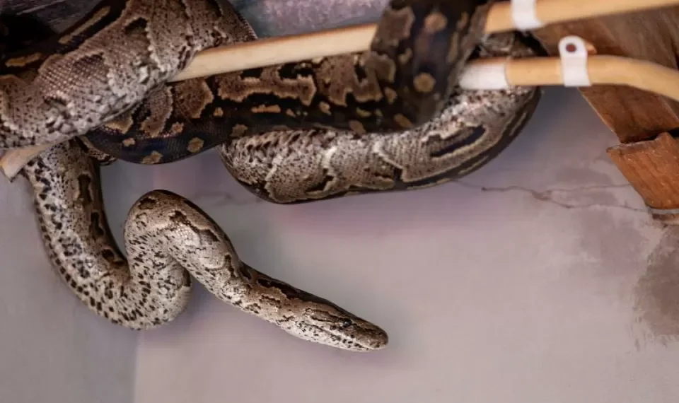 ¿Tiene un predio sin construcción? Este repelente puede protegerlo de las serpientes