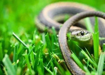 Los mejores remedios: ¿cómo ahuyentar de manera efectiva a las serpientes del jardín?