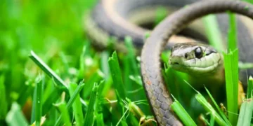Los mejores remedios: ¿cómo ahuyentar de manera efectiva a las serpientes del jardín?