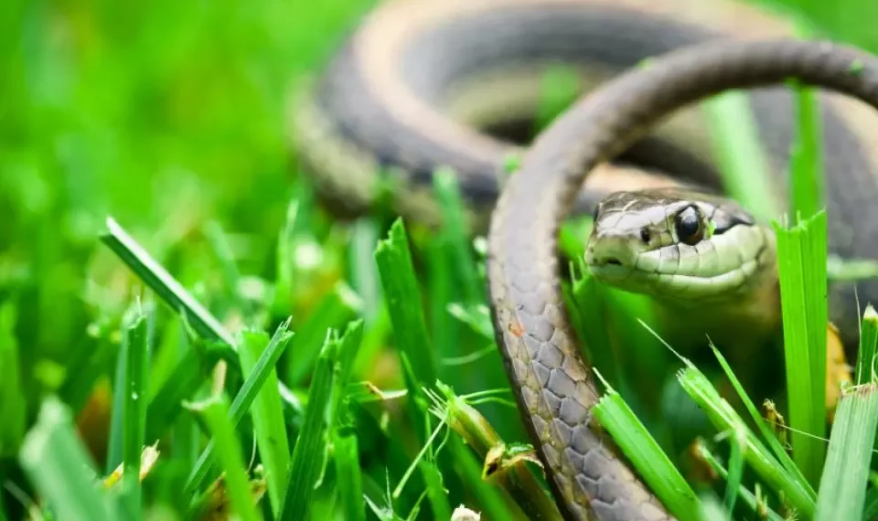 Los mejores remedios: ¿cómo ahuyentar de manera efectiva a las serpientes del jardín?