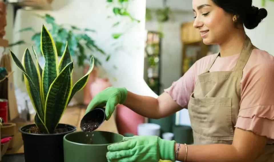 Cuatro pasos para lograr un hogar saludable, según expertos en bienestar