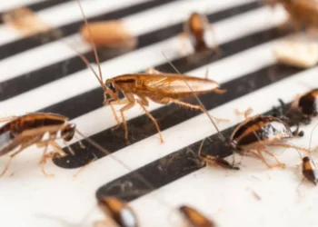 Las 4 cosas que debe hacer para evitar cucarachas en su casa