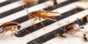 Las 4 cosas que debe hacer para evitar cucarachas en su casa