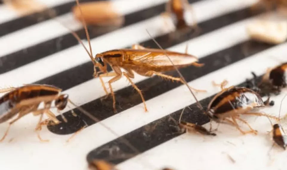 Las 4 cosas que debe hacer para evitar cucarachas en su casa