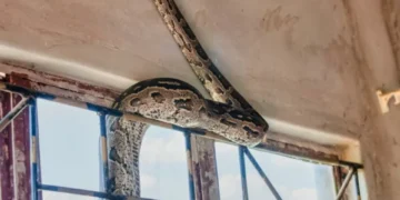 Tome nota: 4 sitios donde las serpientes pueden esconderse en su hogar