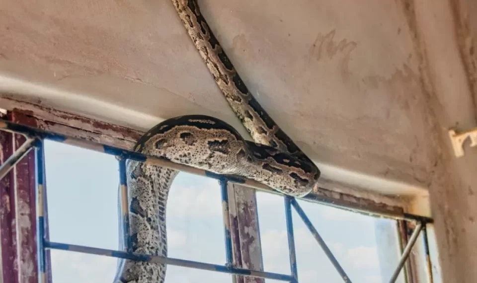 Tome nota: 4 sitios donde las serpientes pueden esconderse en su hogar