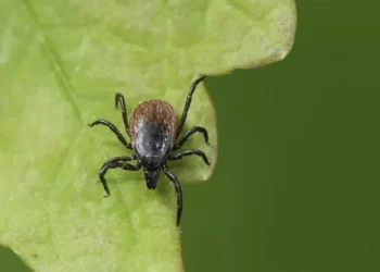 Es estética pero atrae garrapatas: esta es la planta que debe evitar en su jardín