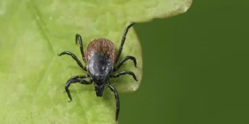 Es estética pero atrae garrapatas: esta es la planta que debe evitar en su jardín