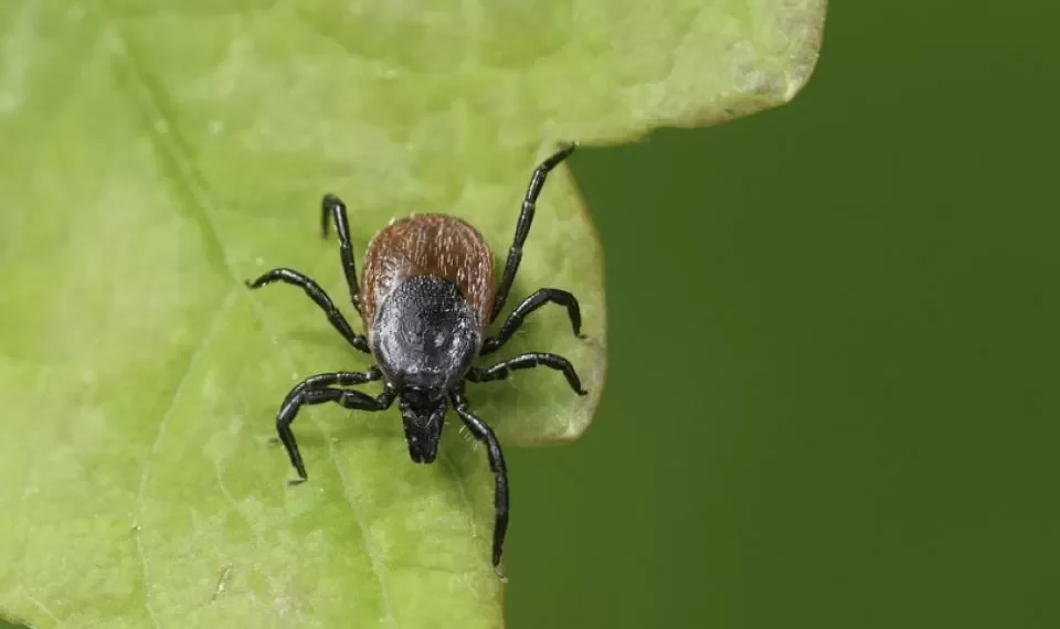 Es estética pero atrae garrapatas: esta es la planta que debe evitar en su jardín