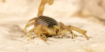 ¿Venenoso o inofensivo? Así puede identificar qué tan dañino es un alacrán