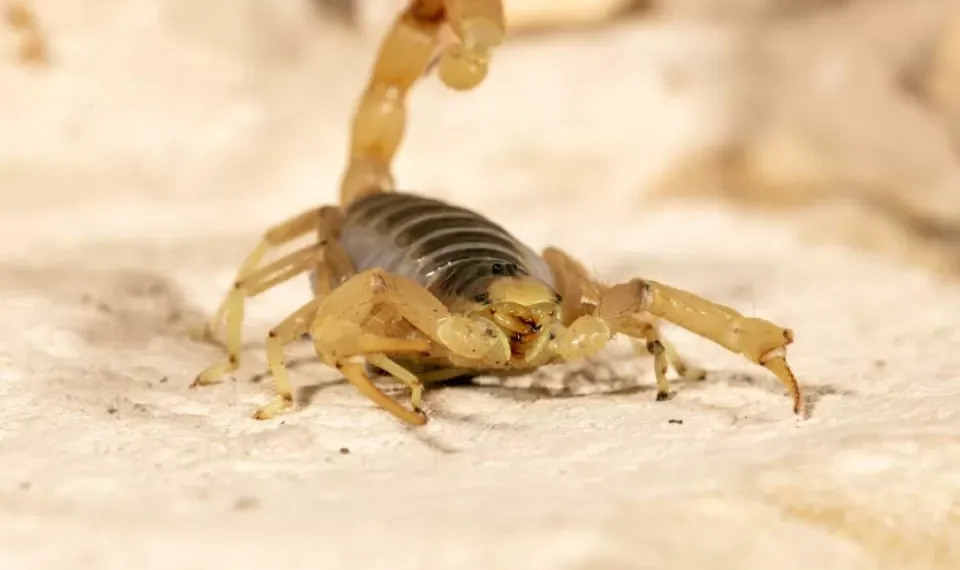 ¿Venenoso o inofensivo? Así puede identificar qué tan dañino es un alacrán