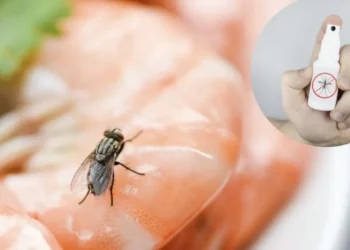 Ahuyéntelas de una vez: 3 remedios caseros para eliminar las mocas de su vista