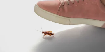 Tenga en cuenta: esta es la razón por la que no debería pisar las cucarachas
