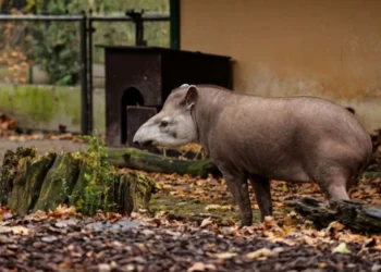 ¿Tiene animales silvestres en su casa? La dura multa que le pueden aplicar en Colombia