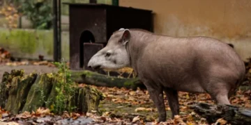 ¿Tiene animales silvestres en su casa? La dura multa que le pueden aplicar en Colombia
