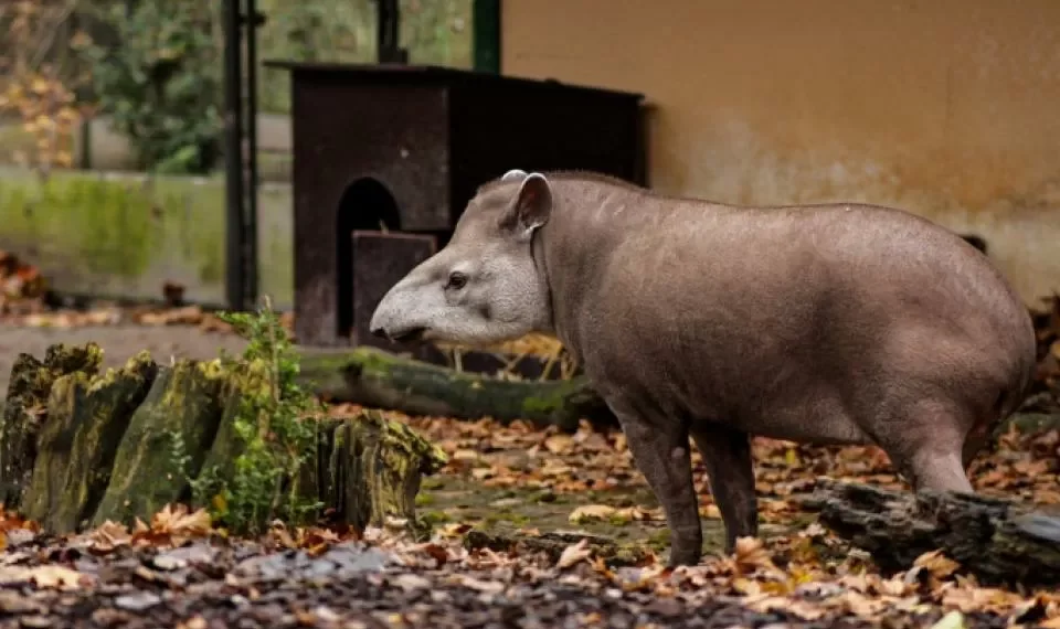 ¿Tiene animales silvestres en su casa? La dura multa que le pueden aplicar en Colombia