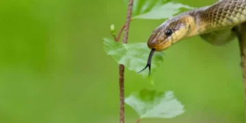 Las 8 maneras de identificar una serpiente venenosa, según los expertos