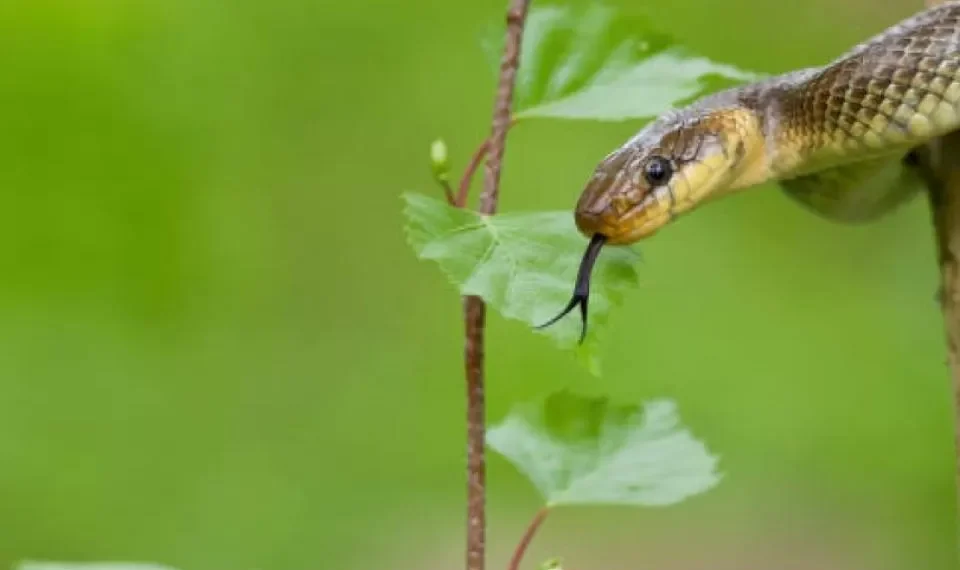 Las 8 maneras de identificar una serpiente venenosa, según los expertos