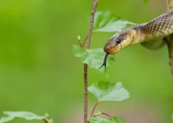 Las 8 maneras de identificar una serpiente venenosa, según los expertos