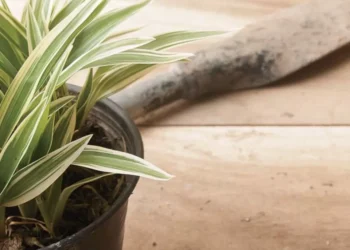‘Regenerativa y sanadora’: los 4 beneficios desconocidos de la planta ‘malamadre’