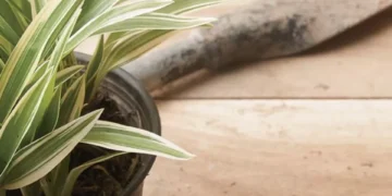 ‘Regenerativa y sanadora’: los 4 beneficios desconocidos de la planta ‘malamadre’