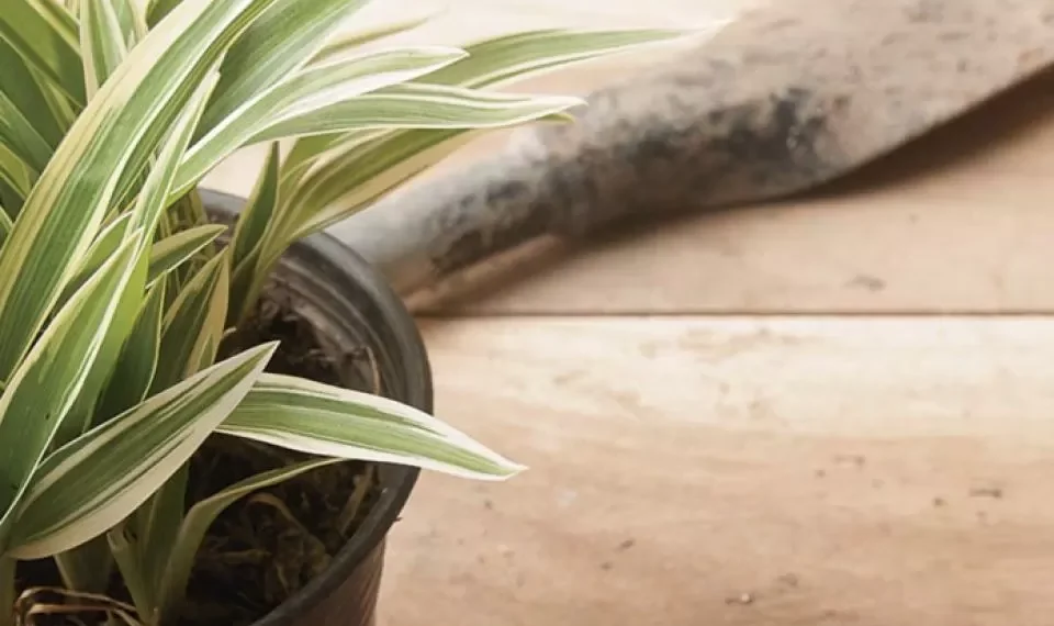 ‘Regenerativa y sanadora’: los 4 beneficios desconocidos de la planta ‘malamadre’