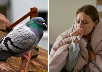 Tome nota: las 3 enfermedades que transmiten las palomas y que no todos saben
