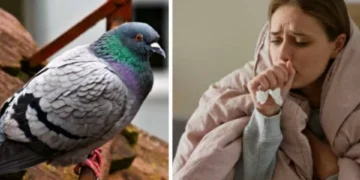 Tome nota: las 3 enfermedades que transmiten las palomas y que no todos saben