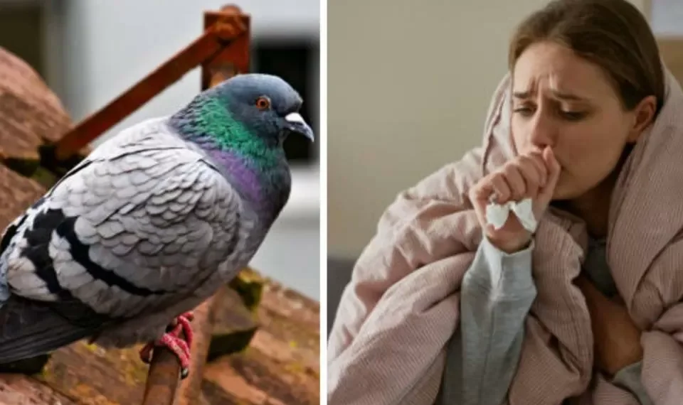 Tome nota: las 3 enfermedades que transmiten las palomas y que no todos saben