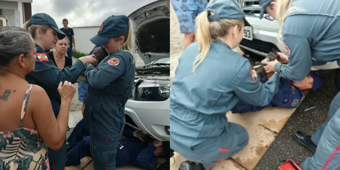 Gato é resgatado de dentro de motor de carro em Brusque