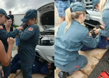 Gato é resgatado de dentro de motor de carro em Brusque