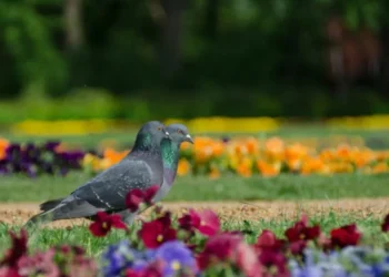 Ni venenos ni olores raros: el ingenioso truco para espantar palomas de sus árboles