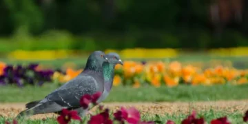 Ni venenos ni olores raros: el ingenioso truco para espantar palomas de sus árboles