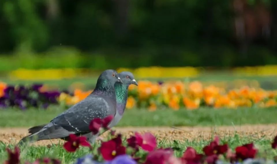 Ni venenos ni olores raros: el ingenioso truco para espantar palomas de sus árboles