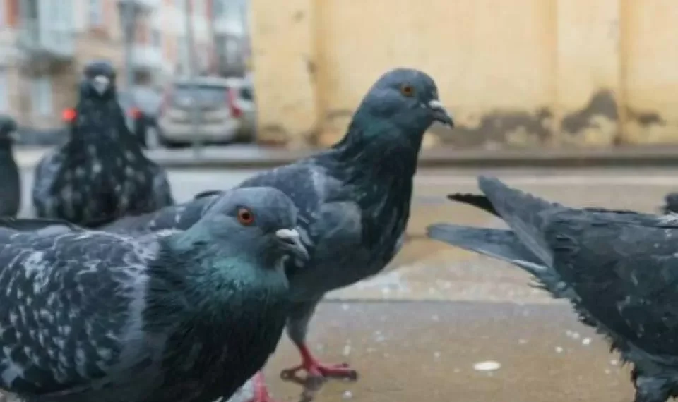¿Invasión de palomas en el jardín? Los cinco olores que ‘más detestan’