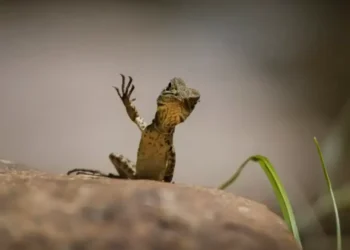 Muy divertidas: las fotos de animales que muestran el lado cómico de la naturaleza