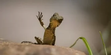 Muy divertidas: las fotos de animales que muestran el lado cómico de la naturaleza