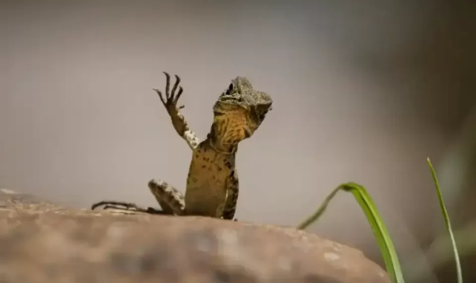 Muy divertidas: las fotos de animales que muestran el lado cómico de la naturaleza