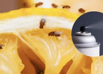 Son molestas, pero hay solución: 6 formas de acabar con las ‘moscas de la fruta’