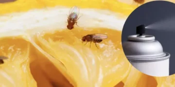 Son molestas, pero hay solución: 6 formas de acabar con las ‘moscas de la fruta’