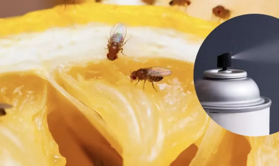 Son molestas, pero hay solución: 6 formas de acabar con las ‘moscas de la fruta’