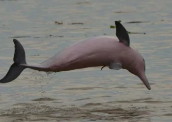 Delfín nariz de botella nace con ayuda de otra hembra en zoológico de Chicago