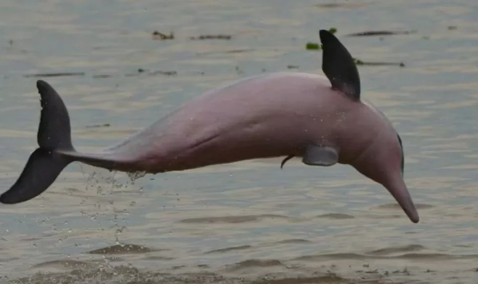 Delfín nariz de botella nace con ayuda de otra hembra en zoológico de Chicago