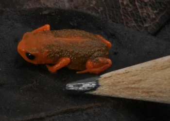 Sapinho-pingo-de-ouro é o novo símbolo de Blumenau
