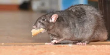 No fallan: 5 venenos caseros (e infalibles) para ratas y ratones