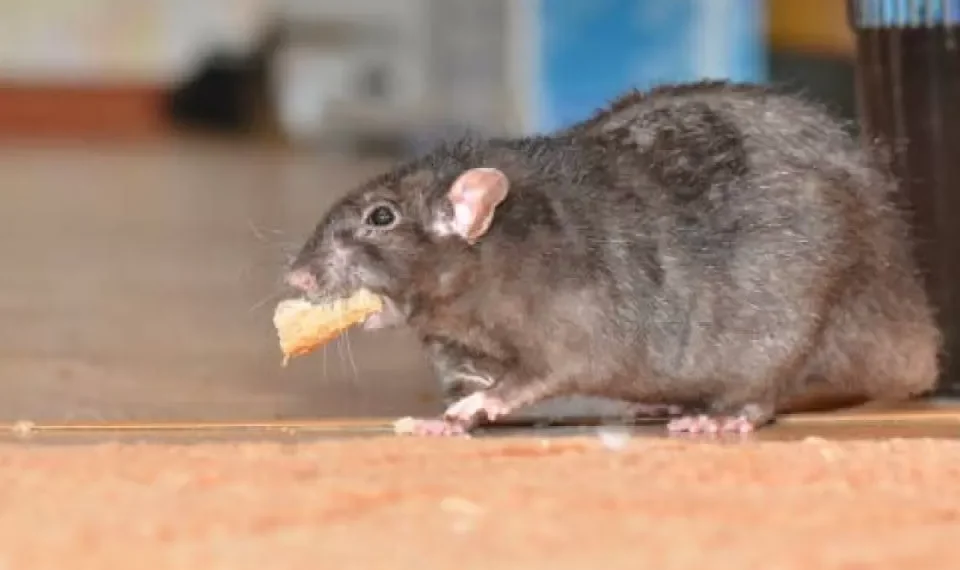 No fallan: 5 venenos caseros (e infalibles) para ratas y ratones