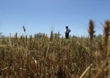 Austrália prevê queda de 10% na produção de trigo em 2025