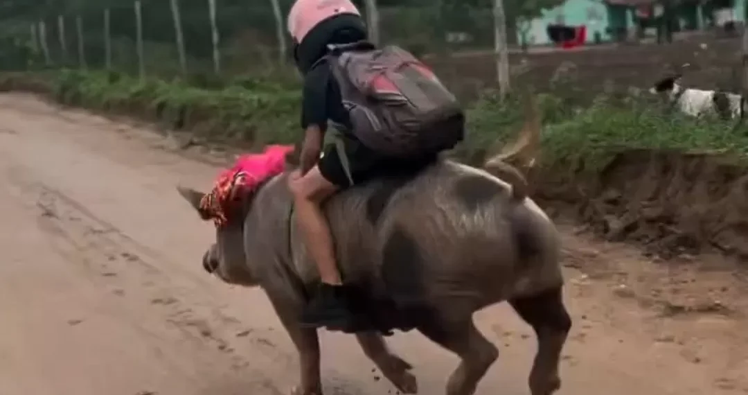 Garoto viraliza ao voltar da escola montado em porco no interior de Alagoas